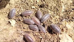 Protracheoniscus major