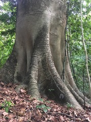 Cavanillesia platanifolia