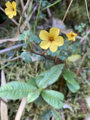 Oxalis spiralis