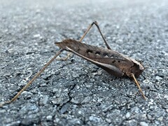 Mecopodinae
