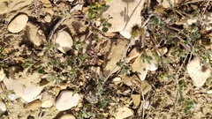 Medicago rigidula