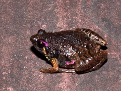 Microhyla