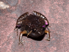 Microhyla