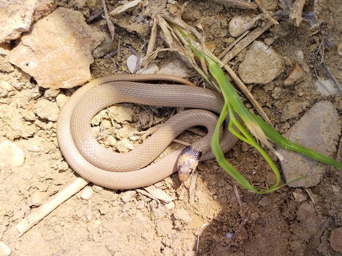 Collared Dwarf Snake
