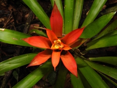 Guzmania lingulata