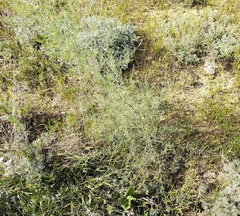 Asparagus verticillatus