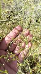 Asparagus verticillatus
