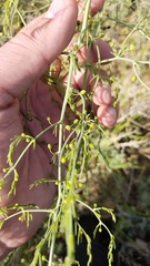 Asparagus verticillatus