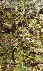 Asparagus verticillatus