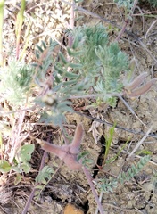 Astragalus asterias