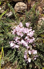 Astragalus testiculatus