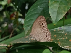 Mycalesis perseoides