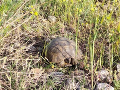 Testudo graeca armeniaca