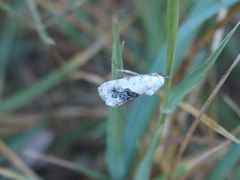 Ponometia erastrioides