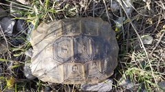 Testudo graeca armeniaca