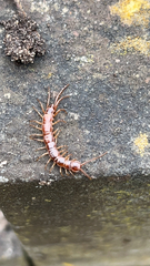 Lithobius forficatus