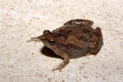 Microhyla