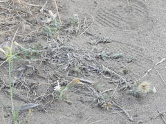 Noticastrum diffusum