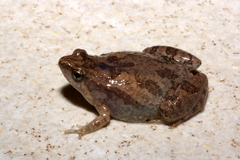 Microhyla