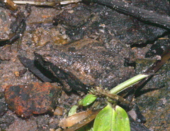 Microhyla