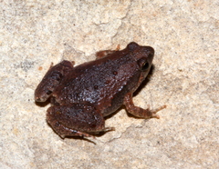 Microhyla