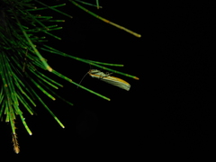 Palaeosia bicosta
