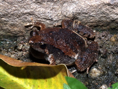 Microhyla