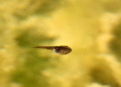 Microhyla