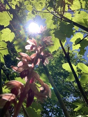 Corallorhiza striata