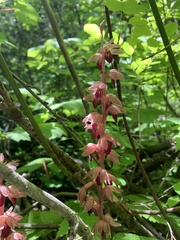 Corallorhiza striata