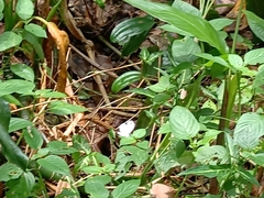 Leptosia nina