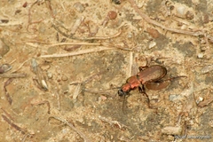 Pterostichus pilosus