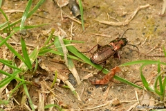 Pterostichus pilosus