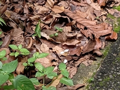 Leptosia nina