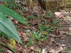 Leptosia nina