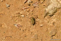 Cicindela sylvicola