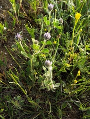 Trigonella coerulescens