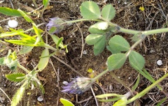 Trigonella coerulescens