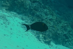 Acanthurus nigricauda