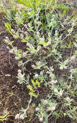 Trigonella coerulescens