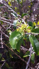 Loeseneriella