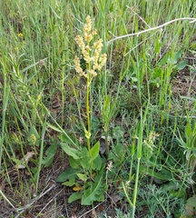 Rumex tuberosus