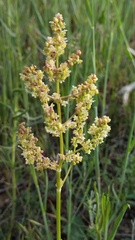 Rumex tuberosus