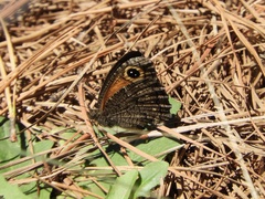 Haywardella edmondsii
