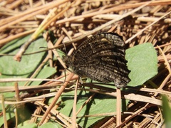 Haywardella edmondsii