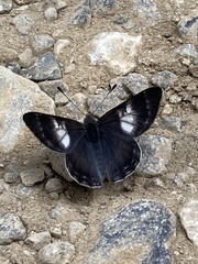 Corrachia leucoplaga