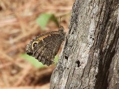 Haywardella edmondsii