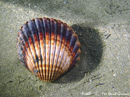 Rough Cockle