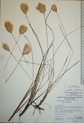 Eriophorum chamissonis