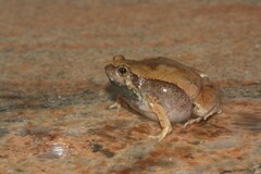 Microhyla